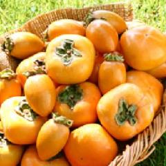 日本阳丰大甜柿大量上市