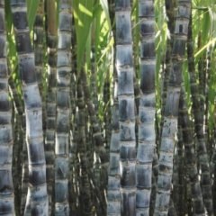 农家直销翁源县黑皮甘蔗