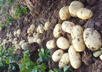 山西沁县本人种了五十亩土豆，9月20日报价：0.6元左右