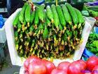 小条鲜花优质黄瓜  聊城燕店黄瓜