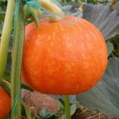 山东潍坊青州南瓜大量上市常年诚信合作