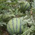 山东潍坊青州果蔬基地 大型西瓜大量上市