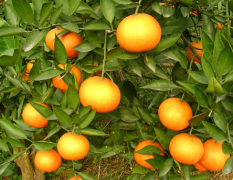 湖南常德柑橘价格0.7-0.8元/斤，已上市