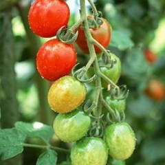 山东莘县大量樱桃西红柿3.5元/斤 另供黄瓜