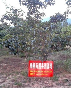 山西运城：扬帆苗圃果园基地