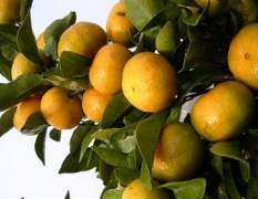 富川柑橘价格稳定 销售情况良好