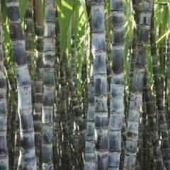 韶关翁源新种甘蔗现已上市，0.7-0.8元/斤