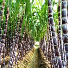 广东省英德市东华镇黑皮甘蔗产区