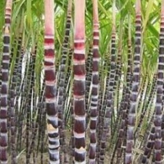 供应甘蔗 黑皮甘蔗 甘蔗种 甘蔗苗