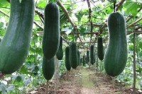 供应广西玉林黑皮冬瓜 冬瓜价格 黑皮