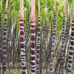 甘蔗批发 黑皮甘蔗 甘蔗种 甘蔗苗