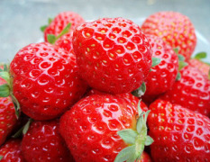 草莓 草莓苗 广西草莓苗 玉林草莓苗