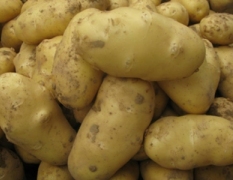 哈尔滨呼兰白奎的农民自种荷兰7土豆