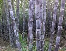 全国销售时间最长的果蔗生产基地2米、4斤以上