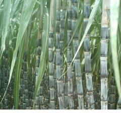 11月21日台风过后宾阳部分果蔗0.25元/斤急