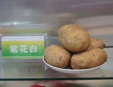 内蒙古兴安盟土豆大量上市:0.10-0.15元/斤