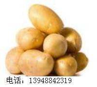 中旗宏盘乡土豆种植基地优质土豆，欢迎洽谈:13948842319