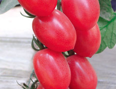 超盈--小粉番茄种子和苗子