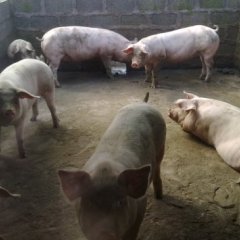 费县方城镇现有肥猪出售 将要出栏