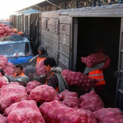 民勤优质洋葱代办