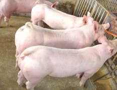 江苏种母猪繁殖基地三元仔猪原种太湖母猪