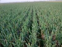 黑龙江省绥化市北林区团结村大葱