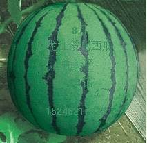 黑龙江绥化西瓜 专业代办