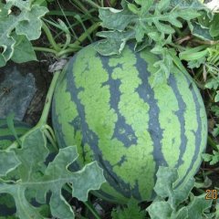 黑龙江绥化西瓜