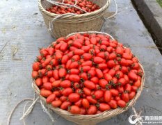 小西红柿 每年11月份到次年3月