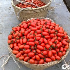 小西红柿 每年11月份到次年3月