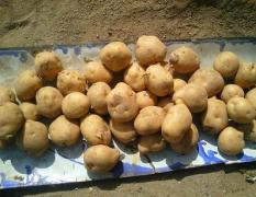 内蒙固阳窖藏土豆1500吨出售，0.35元/斤
