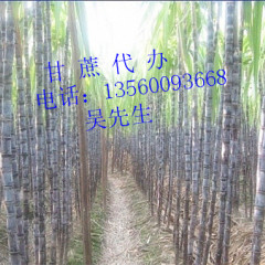 代办甘蔗（甘蔗种苗）