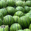 河北保定清苑万亩即将大量上市了！
