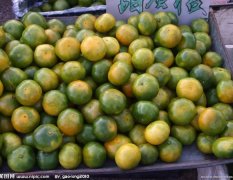 湖北松滋优质柑橘货源：0.85元/斤