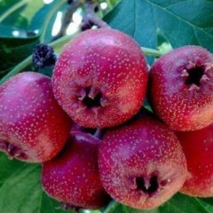 大量出售山楂色好肉厚铁山楂