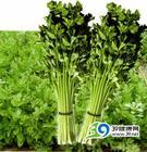云阳无公害蔬菜基地有芹菜