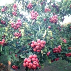 潍坊大金星山楂40到43个每斤 1.30元