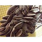 内蒙古乌兰察布市200亩美葵 葵花籽