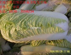  山东省肥城是“北京新三号”大白菜种植基地