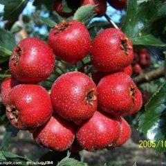 本人常年收购山楂，好的一般的都要