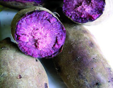 新民市公主屯马屯村出售紫薯地瓜