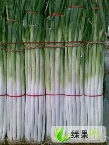 黑龙江红旗乡有大葱出售10万斤