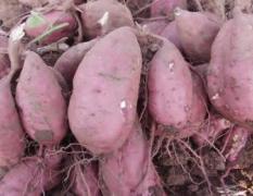 洛阳200亩高淀粉红薯