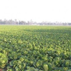 河南商丘大白菜供应