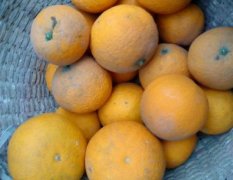 长期供应冰糖橙，脐橙  自家种水果