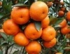 广东佛冈县大量供应优质沙糖桔
