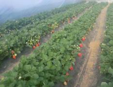 大量供应温室草莓