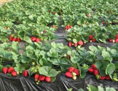 万亩大棚草莓大量上市