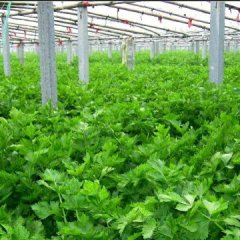 菏泽市定陶县出售芹菜