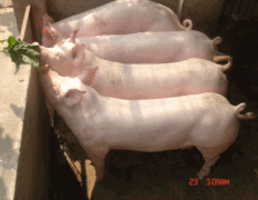 山东仔猪繁育基地常年供优良育肥仔猪及公母仔猪